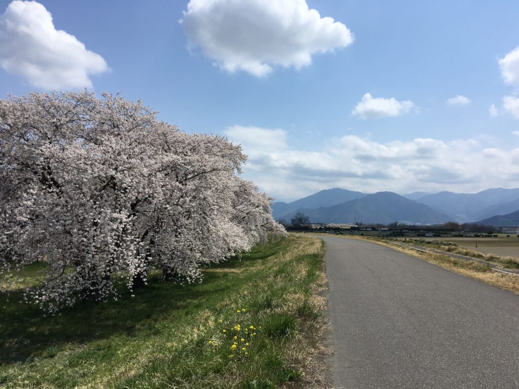 犀川河原の桜の風景
